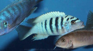 Metriaclima zebra 'Boadzulu Island'